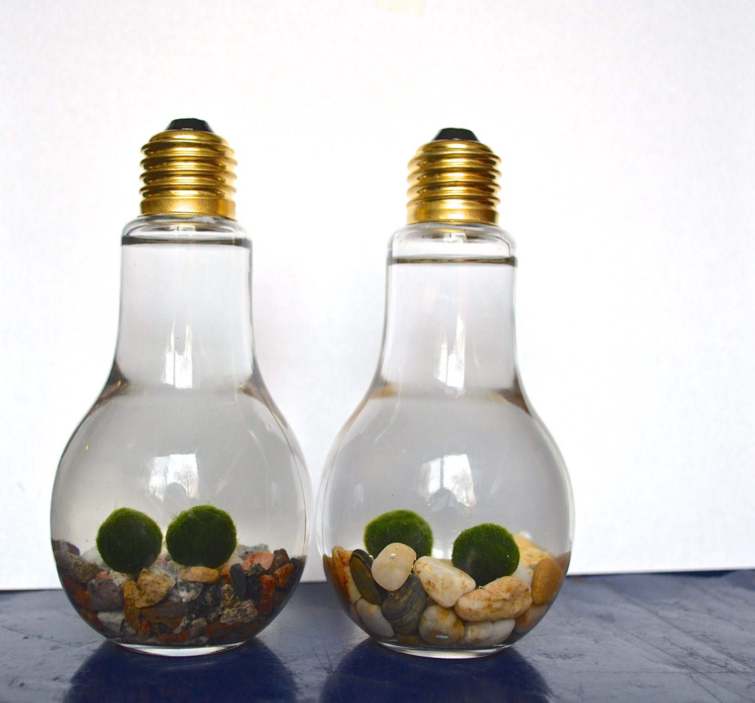 Double Marimo Moss Ball Light Bulb Aquariums Japanese Nano Etsy