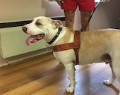 Handmade custom dog harness