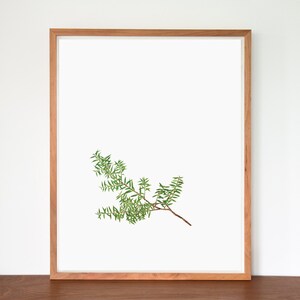 Totara Botanical Study Print image 1