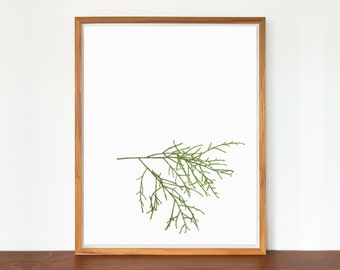 Rimu Botanical Study Print