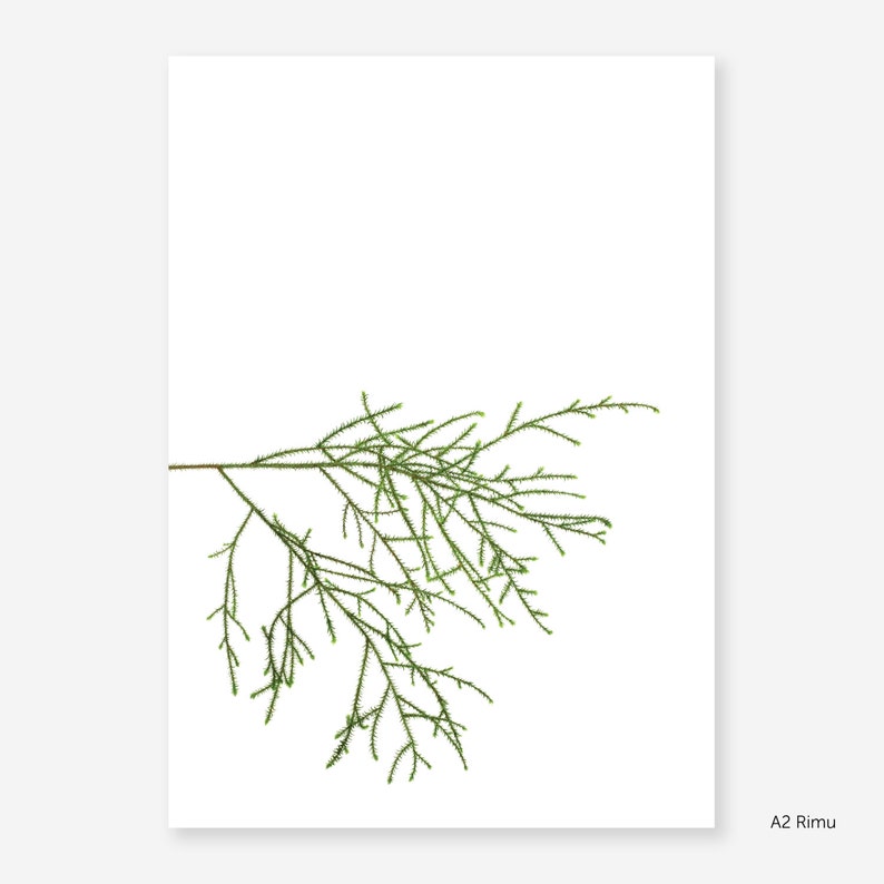 Rimu Botanical Study Print image 2