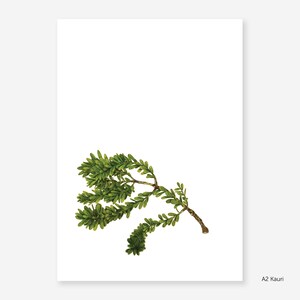 Kauri Botanical Study Print image 2