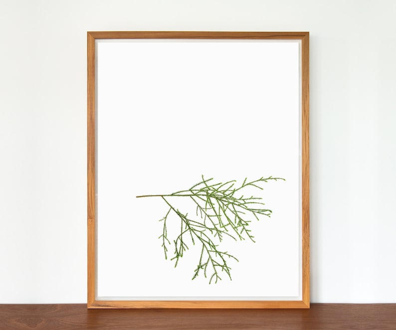 Rimu Botanical Study Print image 1