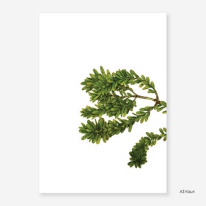 Kauri Botanical Study Print image 3