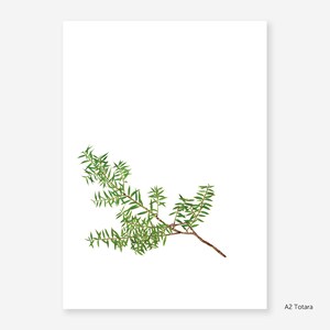 Totara Botanical Study Print image 2