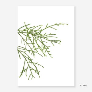 Rimu Botanical Study Print image 3