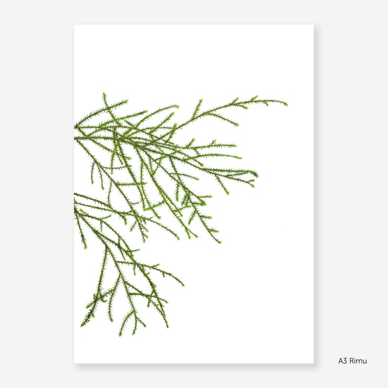 Rimu Botanical Study Print image 3