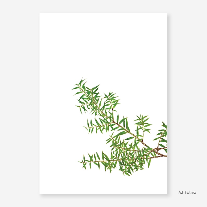 Totara Botanical Study Print image 3