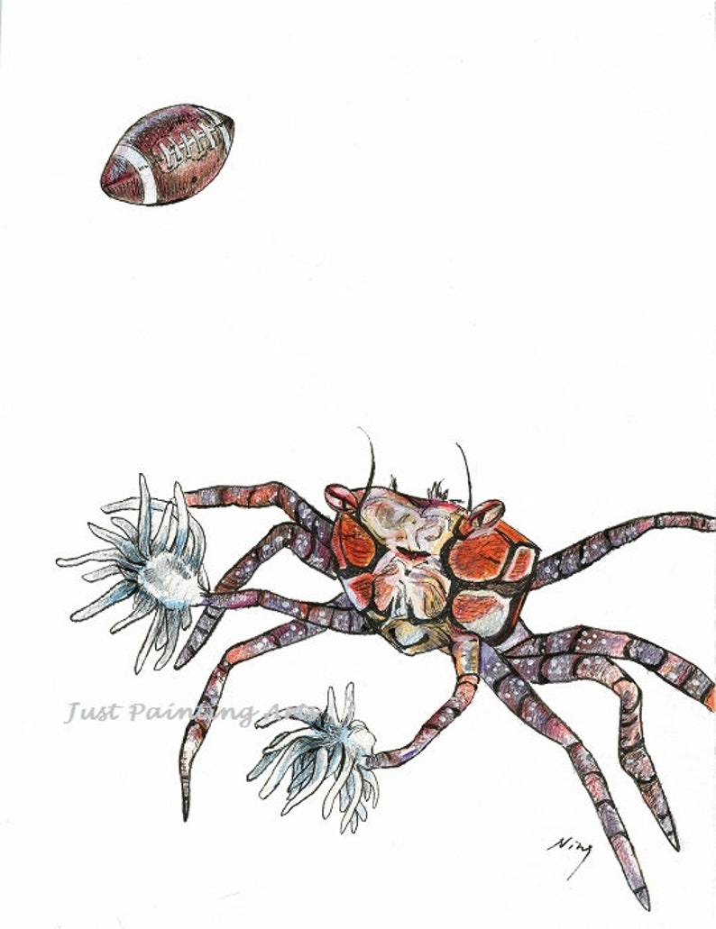 20% OFF Cheerleader Pom Pom,Boxer crab,Pom Pom crab,Marine Fish Art Print 8.5 x11letter size image 1