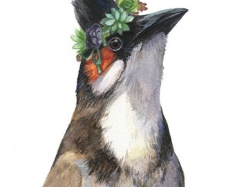 20% off Red whiskered bulbul and succulent crown,Succulent,Bird - Art Print 8.5 x11(letter size)