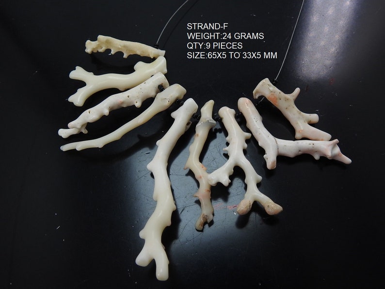 Op de afbeelding: Een verzameling van negen off-white koraalstukken, elk met een unieke takachtige structuur. De tekst in de afbeelding luidt "STRAND-F", "WEIGHT: 24 GRAMS", "QTY: 9 PIECES", en "SIZE: 65x5 to 33x5 MM". De koralen liggen op een donkere achtergrond.