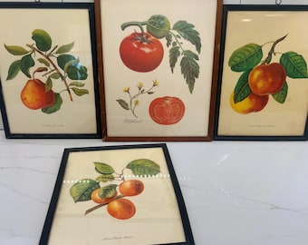 May include: Four framed botanical prints featuring illustrations of fruits. The prints depict pears, tomatoes, and apples, with detailed drawings of the fruits and their leaves. The frames are black and brown, and the prints are on a cream-colored background.