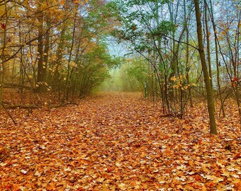 Your Path, Your Choice (Michigan Fall Colors)