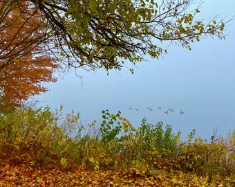 Morning Meditation (Michigan Fall Colors)