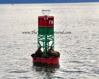 Sea Lions Taking A Break, Alaska