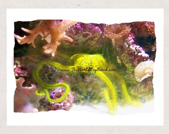 Yellow Brittle Star, Hides Among Coral