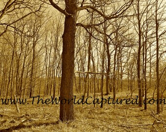 Hidden Forest At Oakland University; 20 x 30 Canvas