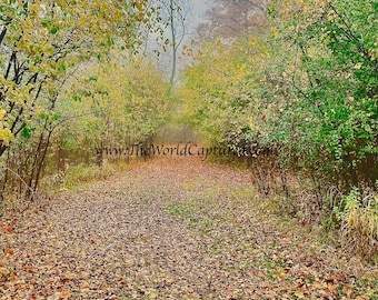 Path To Autumn (Michigan Fall Colors)