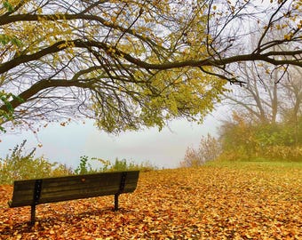 Thinking Spot (Michigan Fall Colors)