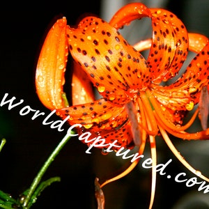 Tiger Lily