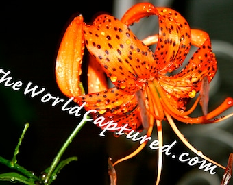 Tiger Lily