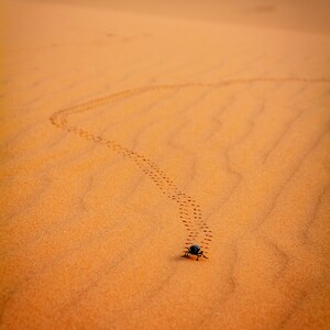 Sahara Desert beetle, Morocco