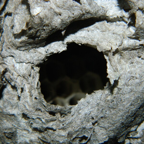 Natural wasp nest on a branch / Bald-faced hornet nest on stick / smaller cloche size wasp nest / nature decor / natural decor