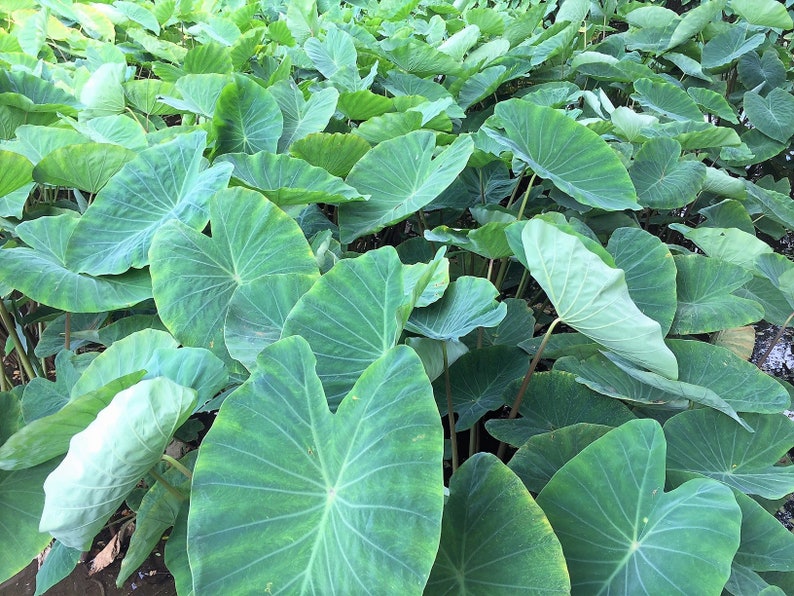 Coffee Cups' elephant's ear FineGardening Coffee Cups' elephant's ear FineGardening