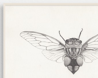 Double Drummer Zeichnung / Original Illustration / Graphit auf Papier / Insektenstudie