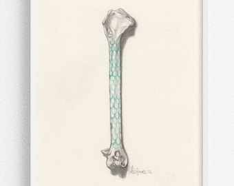Original Illustration / Bone with scallop detail / Pencil and Gouache
