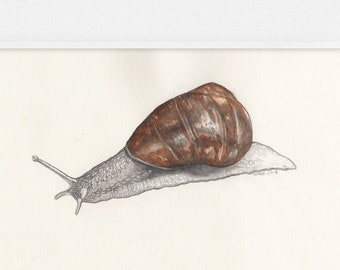 Snail Illustration / Pencil and Watercolour / Original Painting