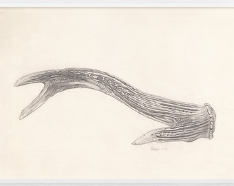 Deer Antler Illustration / Original Artwork / Pencil Drawing / Graphite