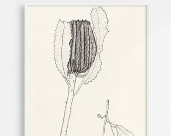 Banksia Flower with Gumleaves Ink Drawing