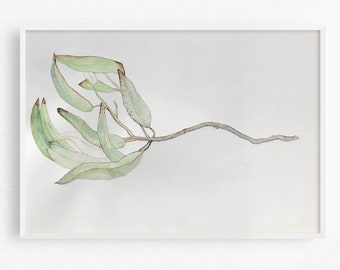 Gum Leaves / Original Painting / Watercolour and Pencil