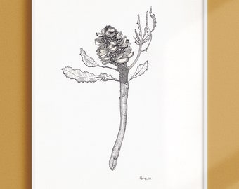 Banksia Seed Pod / Original Ink Drawing / Ink on Paper / Australian Nature