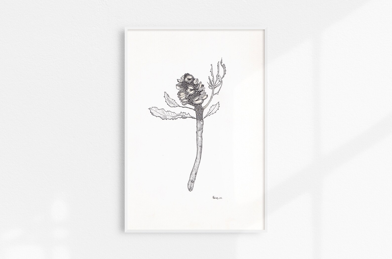 Banksia Seed Pod / Original Ink Drawing / Ink on Paper / - Etsy