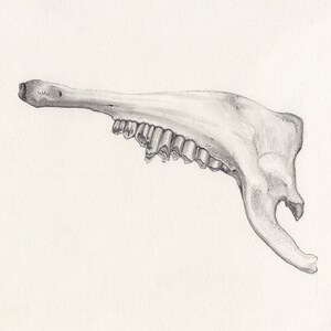 Jawbone Original Drawing / Graphite / Grey lead on paper image 3