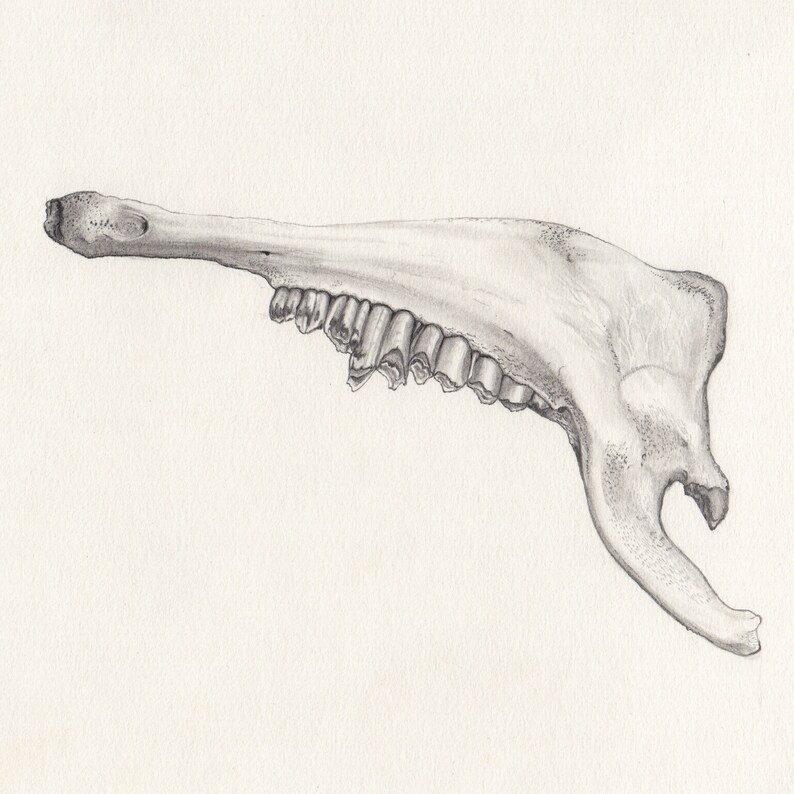 Jawbone Original Drawing / Graphite / Grey lead on paper zdjęcie 3