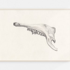 Jawbone Original Drawing / Graphite / Grey lead on paper image 2