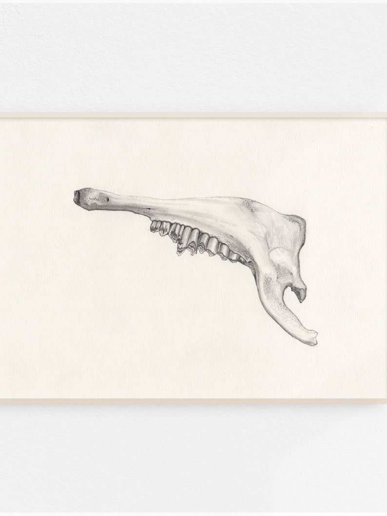 Jawbone Original Drawing / Graphite / Grey lead on paper image 2