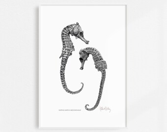 Seahorse Illustration / INSTANT DOWNLOAD / Hippocampus Abdominalis / Wall Art / Seaside / Ocean Art / PRINTABLE / A4, A3, A2