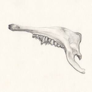 Jawbone Original Drawing / Graphite / Grey lead on paper image 5