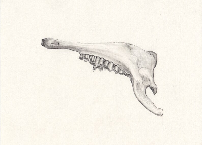 Jawbone Original Drawing / Graphite / Grey lead on paper image 5