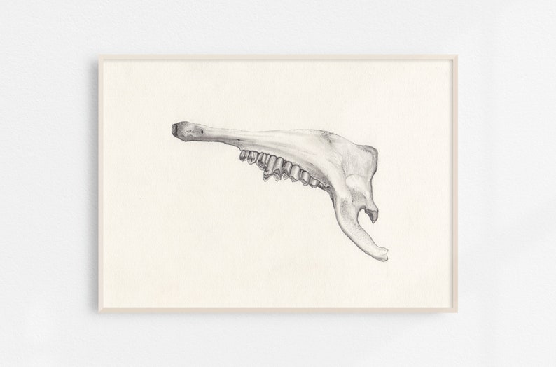 Jawbone Original Drawing / Graphite / Grey lead on paper image 4