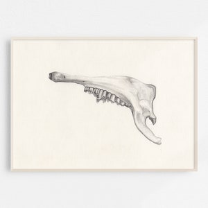 Jawbone Original Drawing / Graphite / Grey lead on paper image 1