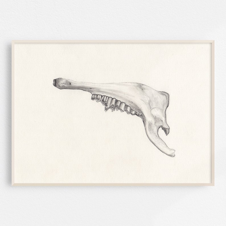 Jawbone Original Drawing / Graphite / Grey lead on paper image 1