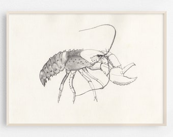 Murray River Crayfish / Original Zeichnung / Bleistift auf Papier / Naturstudie