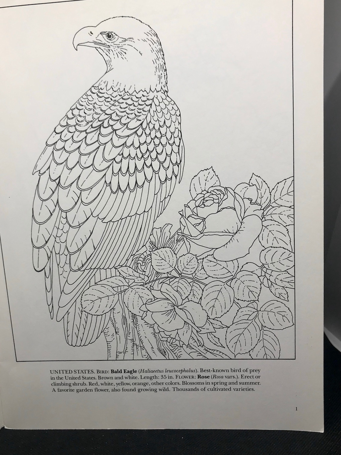 State Birds and Flowers Coloring Book 1990 - Etsy