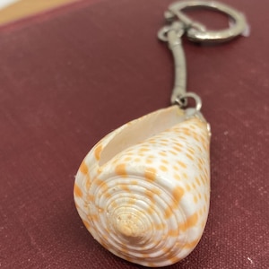 Shell Key Chain Consus Spurius Shell Gift For Beach Lover Sea Shell Collector