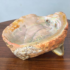 vintage abalone and lucite shell trinket dish